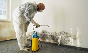 Best Environmental Consulting for Mold Prevention  in Mayfield Heights, OH