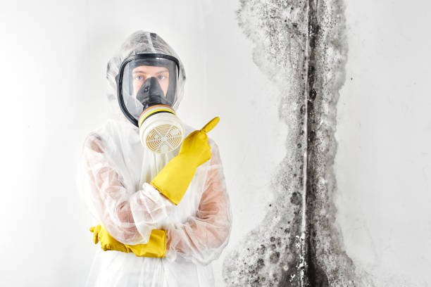 Best Black Mold Removal  in Mayfield Heights, OH